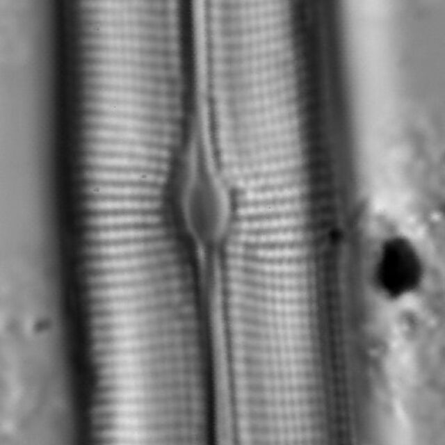 Gyrosigma obtusatum LM7