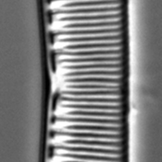 Hantzschia calcifuga LM1