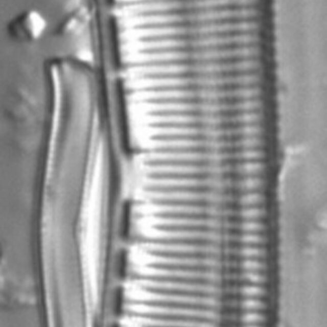 Hantzschia calcifuga LM3