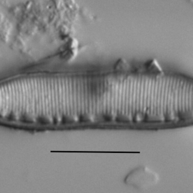 Haduplicate Amphioxys Gc61088 002