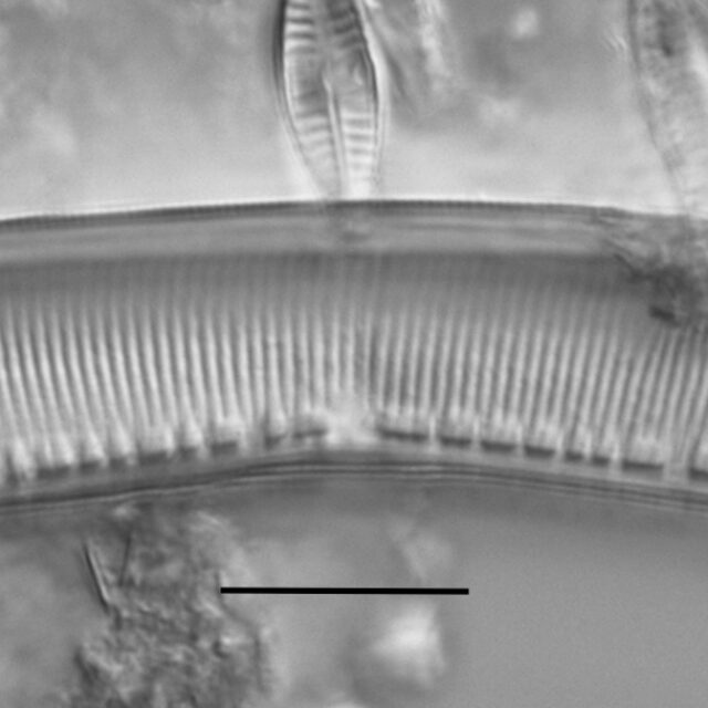 Haduplicate Amphioxys Gc61088 004