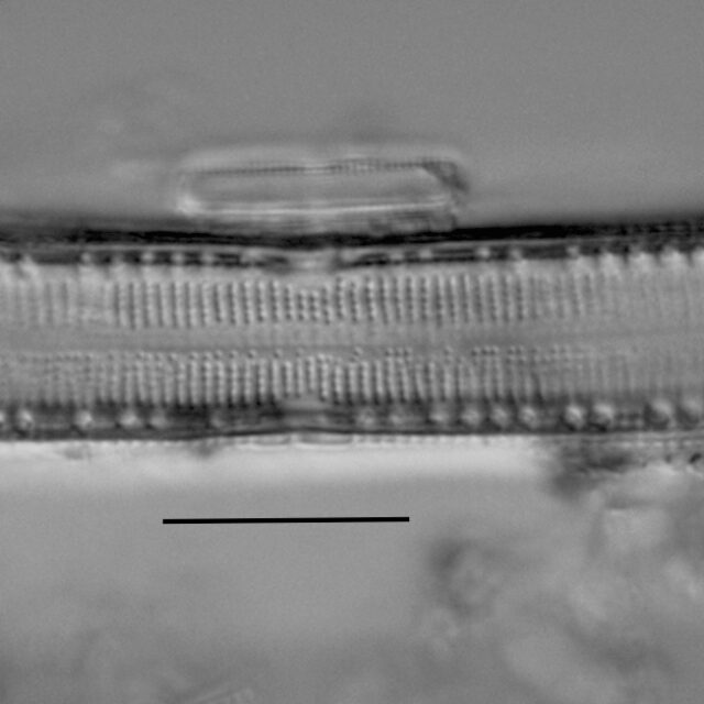 Haduplicate Amphioxys Gc61088 009