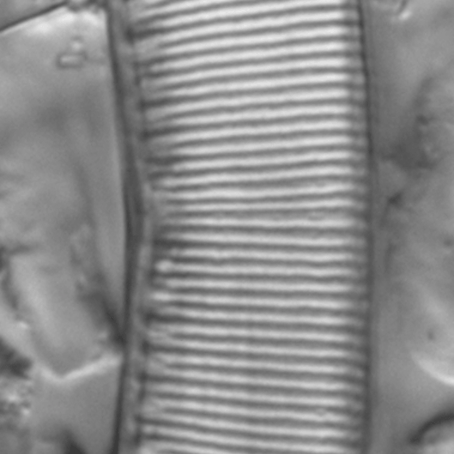 Hantzschia amphioxys LM3