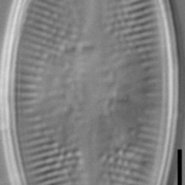 Psammothidium lacustre LM1