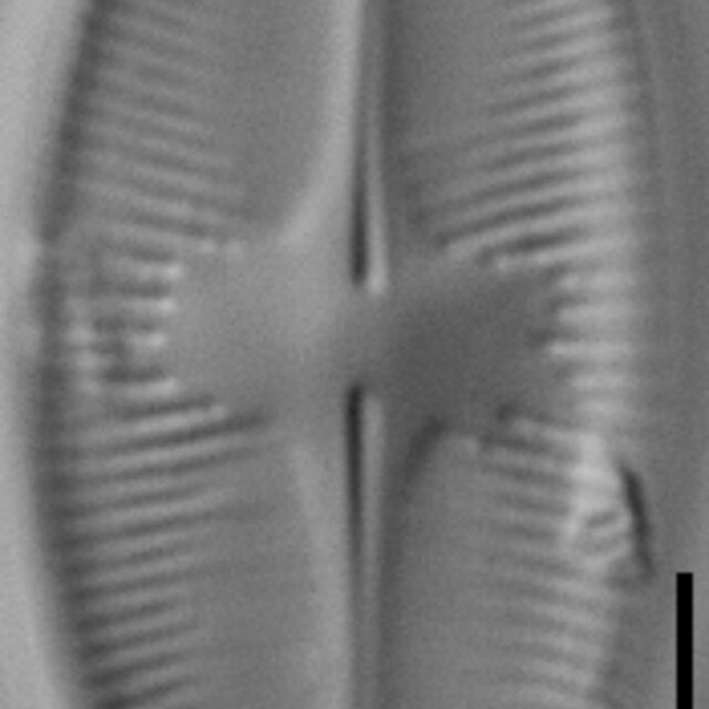 Psammothidium lacustre LM2