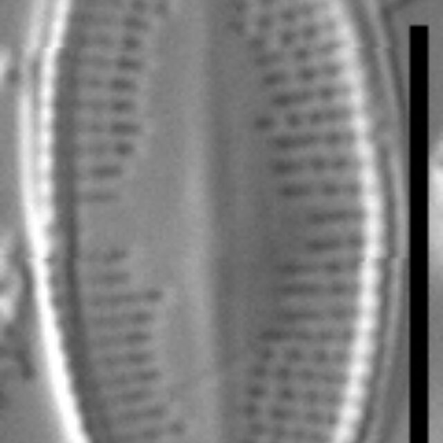 Psammothidium nivale LM4