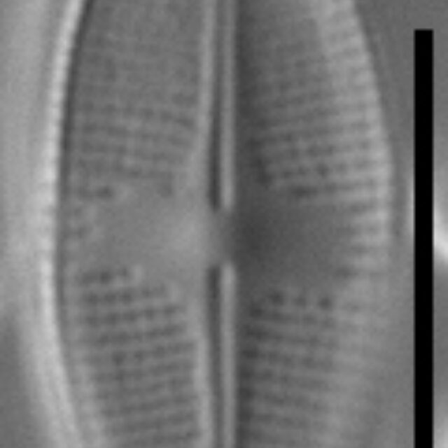 Psammothidium nivale LM3