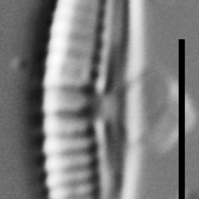 Halamphora subtilis LM1