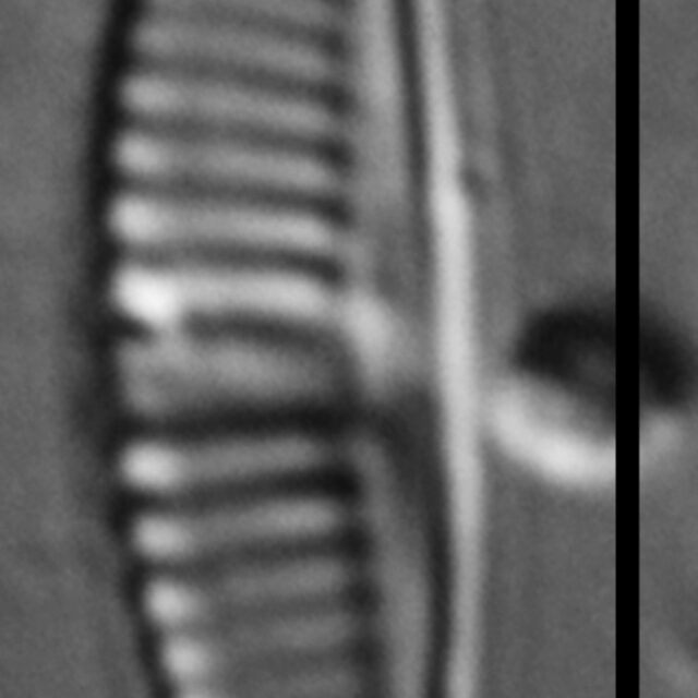 Halamphora subtilis LM10