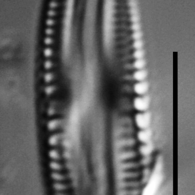 Halamphora subtilis LM13