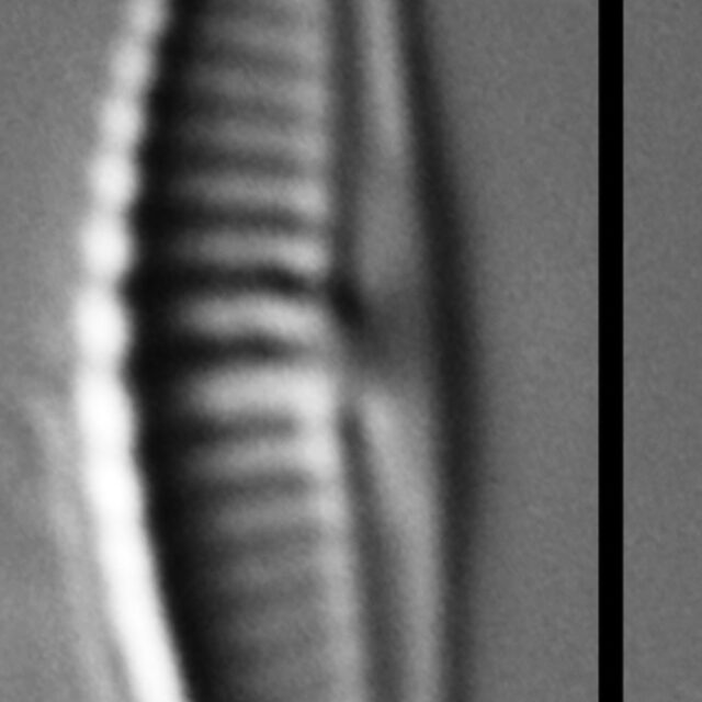 Halamphora subtilis LM17