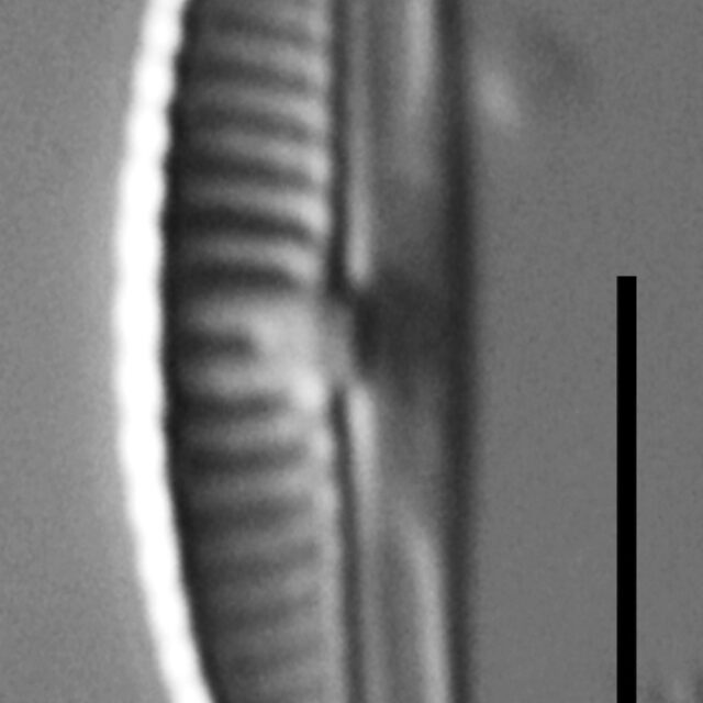 Halamphora subtilis LM2