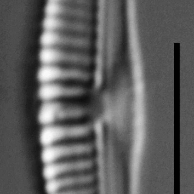 Halamphora subtilis LM6