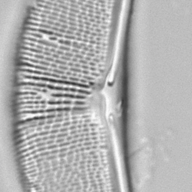 Halamphora elongata LM4