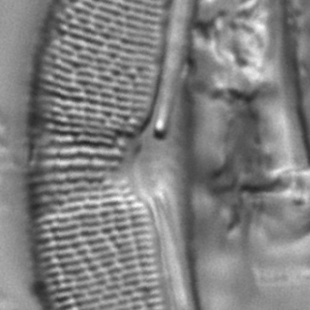 Halamphora elongata LM5