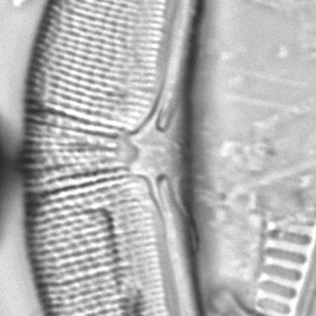 Halamphora elongata LM3