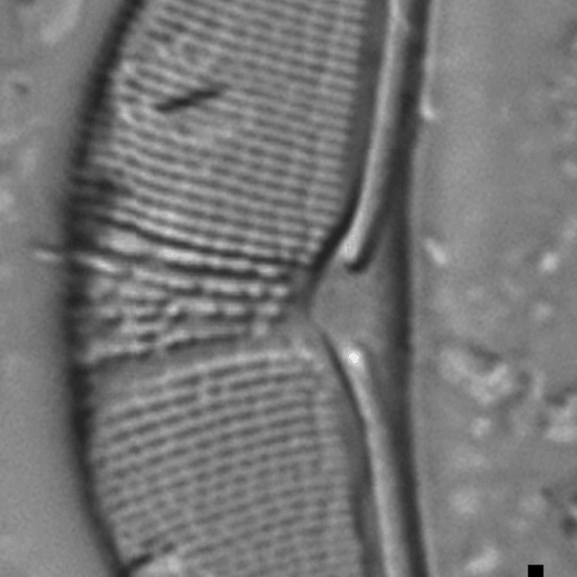 Halamphora elongata LM7