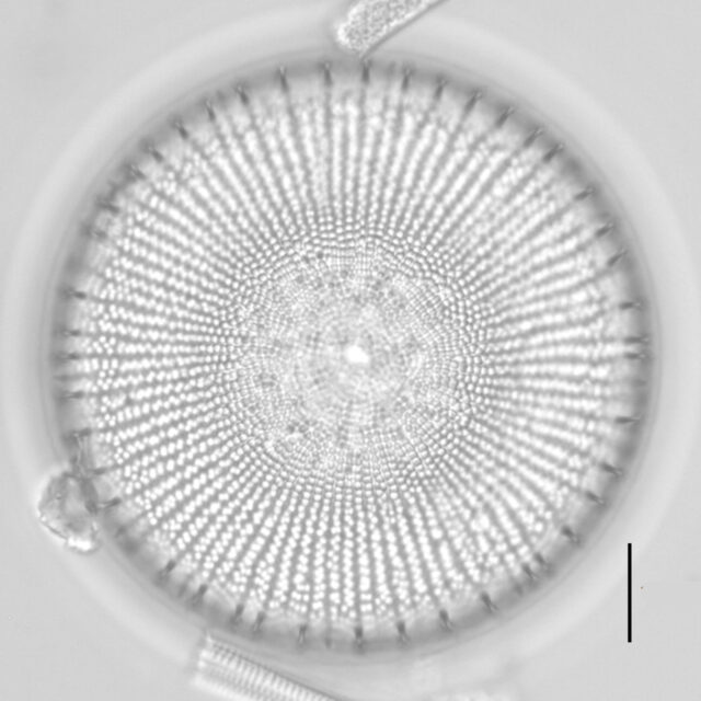 Ill2011 01 Spines Every 2 3 Fascicles