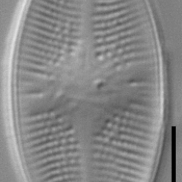 Psammothidium lacustre LM3