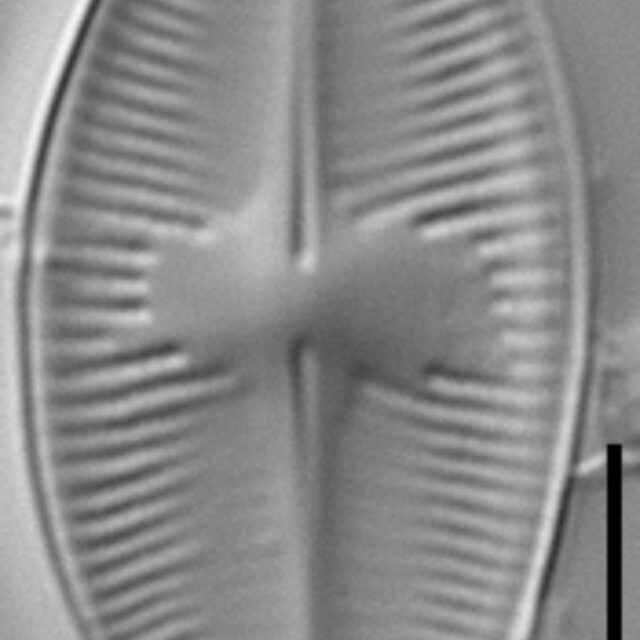 Psammothidium lacustre LM4