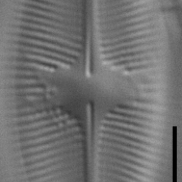 Psammothidium lacustre LM5