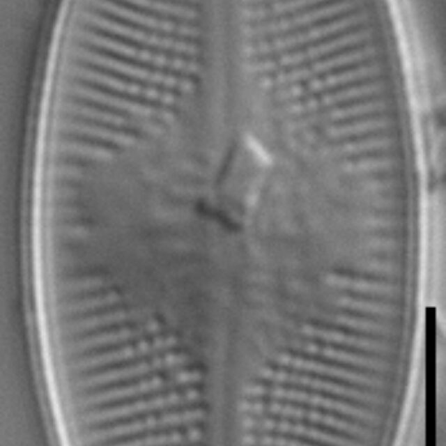 Psammothidium lacustre LM6