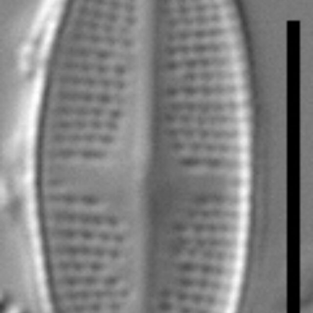 Psammothidium nivale LM2