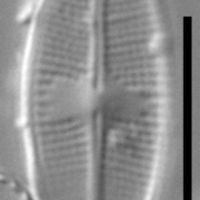 Psammothidium nivale LM5