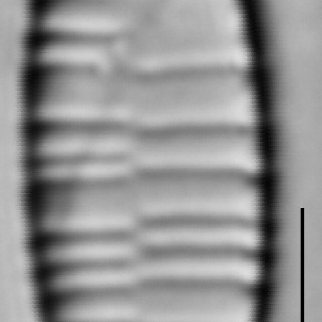 Fragilariforma bicapitata LM4