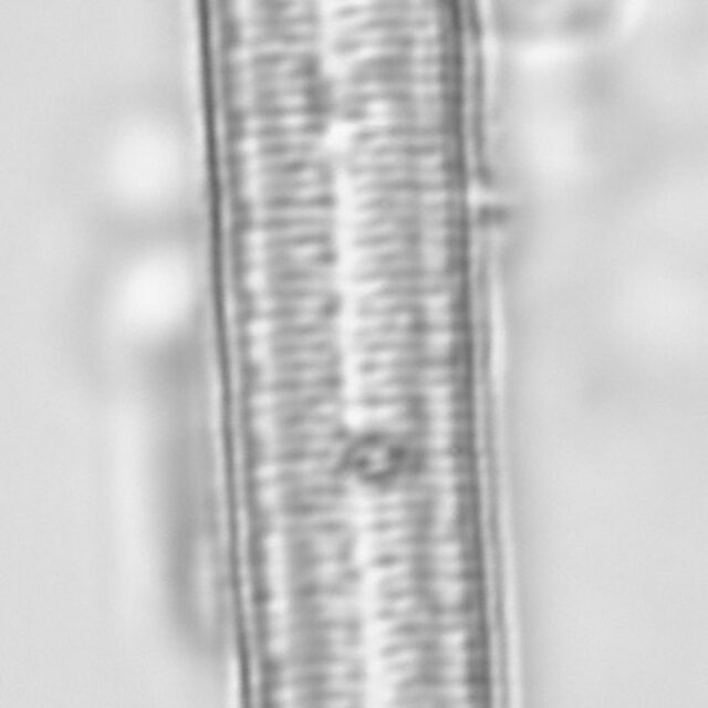 Iconella curvula 07 ILL1334