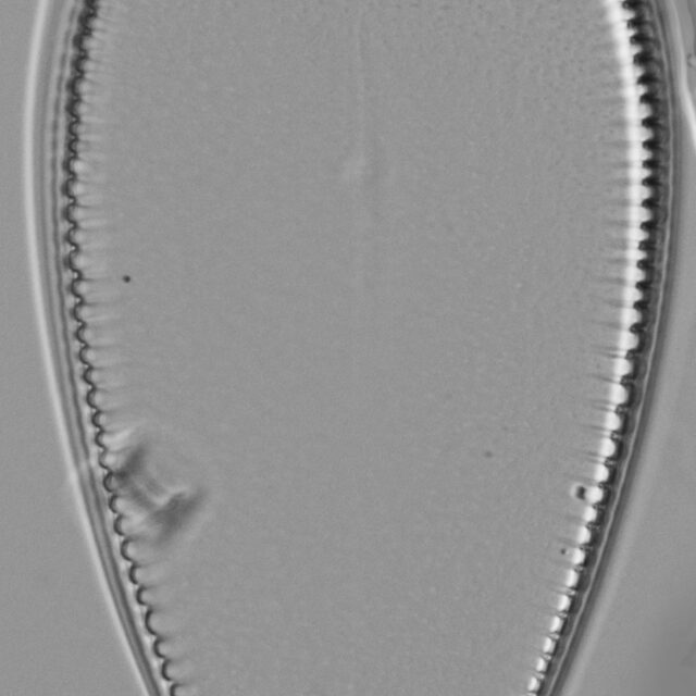 Iconella guatimalensis LM6