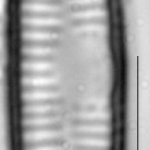 Fragilaria vaucheriae LM3