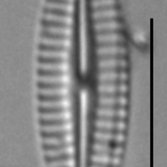 K Nitidiformis Holly29 10