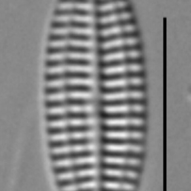 K Nitidiformis Holly29 4