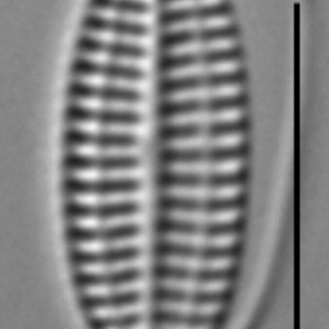 K Nitidiformis Holly29 9