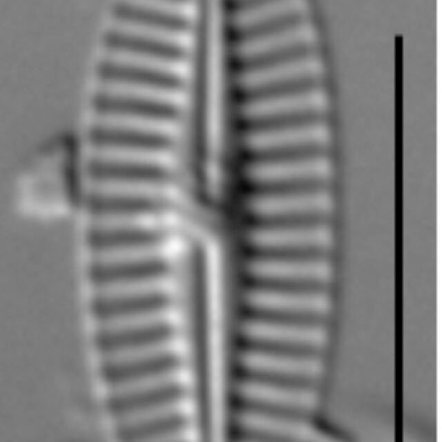 Karayevia Nitidiformis 1