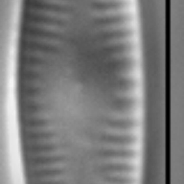 Achnanthidium kranzii LM5