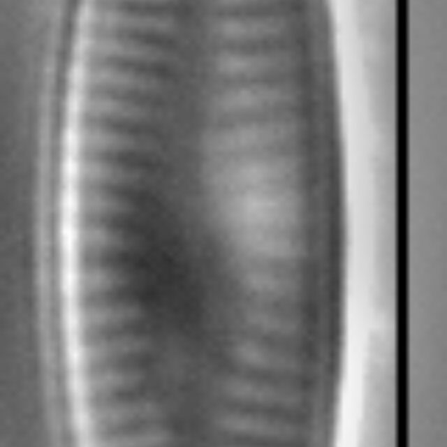 Achnanthidium kranzii LM1