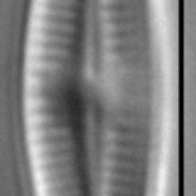 Achnanthidium kranzii LM2