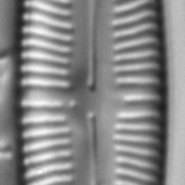 Kurtkrammeria weilandii LM4