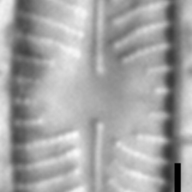 Placoneis paraelginensis LM3