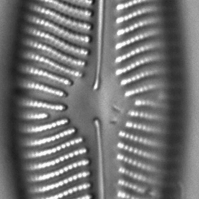 Encyonema leibleinii LM3