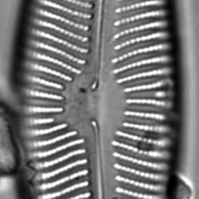 Encyonema leibleinii LM4