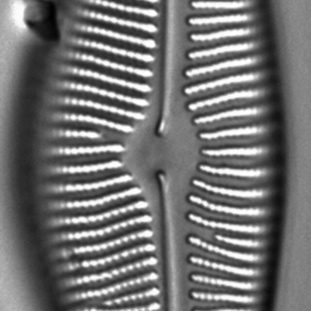 Encyonema leibleinii LM5