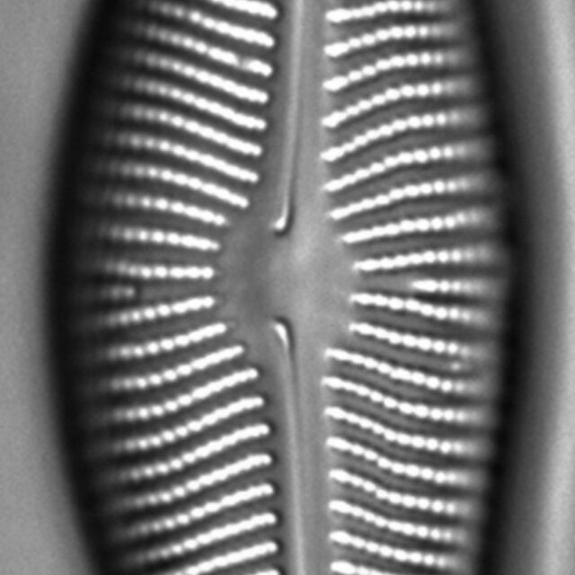 Encyonema leibleinii LM6