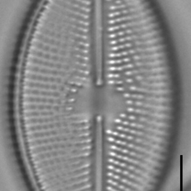 Lacustriella lacustris LM6