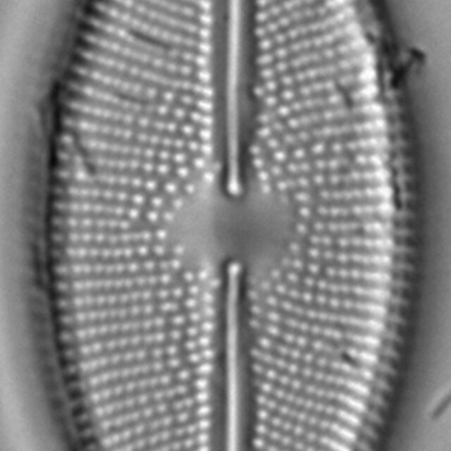 Lacustriella lacustris LM2