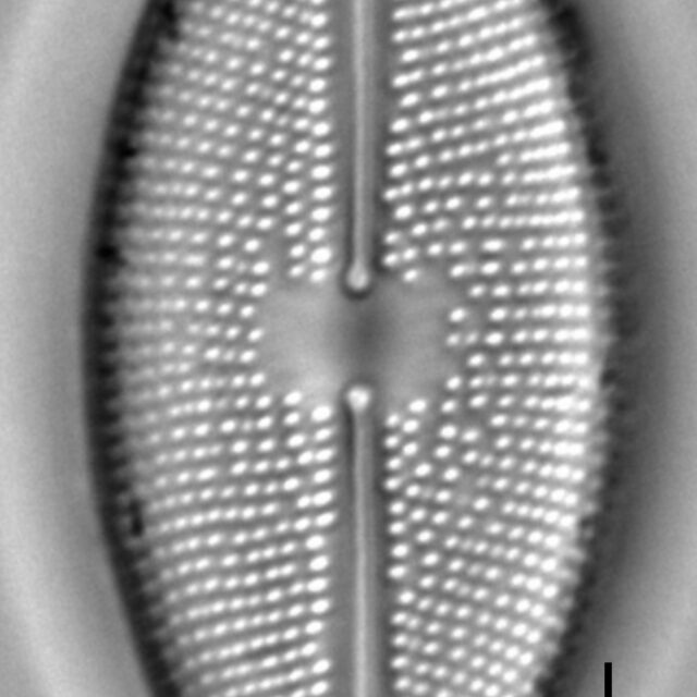 Lacustriella lacustris LM4