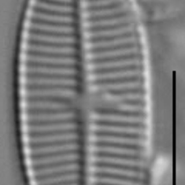 Lemnicola hungarica LM5