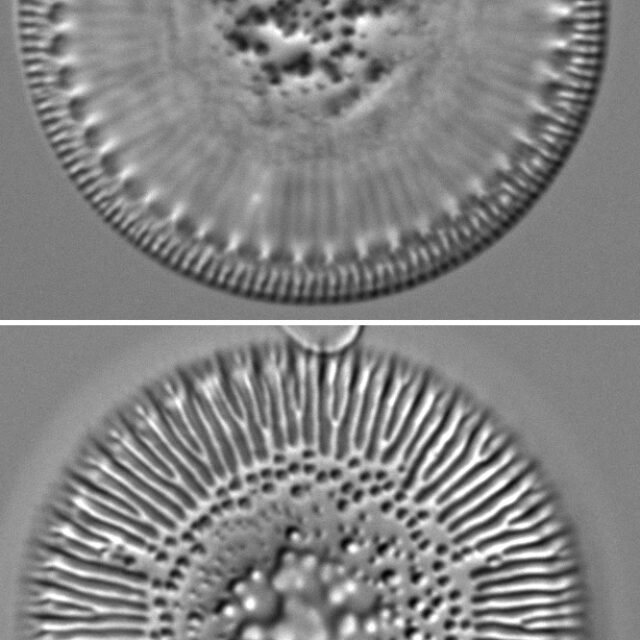 Lindavia eriensis LM5